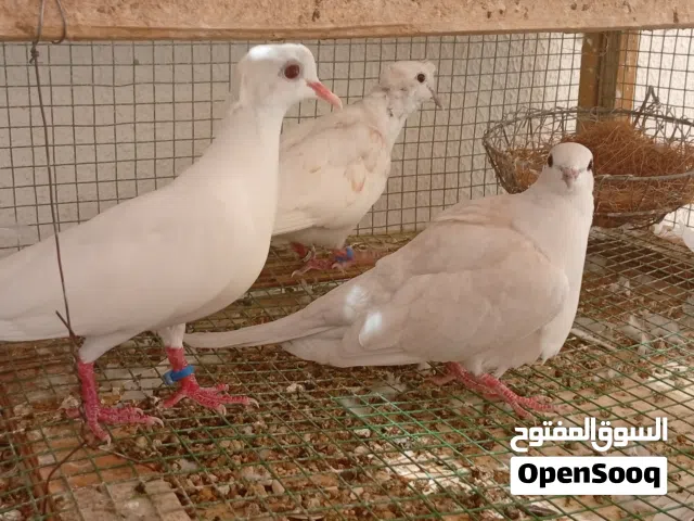عفاد للبيع العدد 3+فرخ