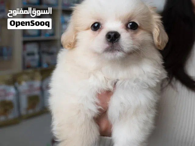 مثالي للبيوت والعائلات ويعشق اللعب والاهتمام    مظهر أنيق ونظيف طباع هادئة ومحبّة  مناسب