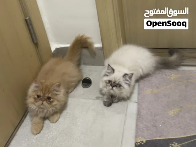قطط كيتين هيمالايا...  ...عمر شهرين  تبارك الله جماال وصحه kittens himalayan ...age 55 days