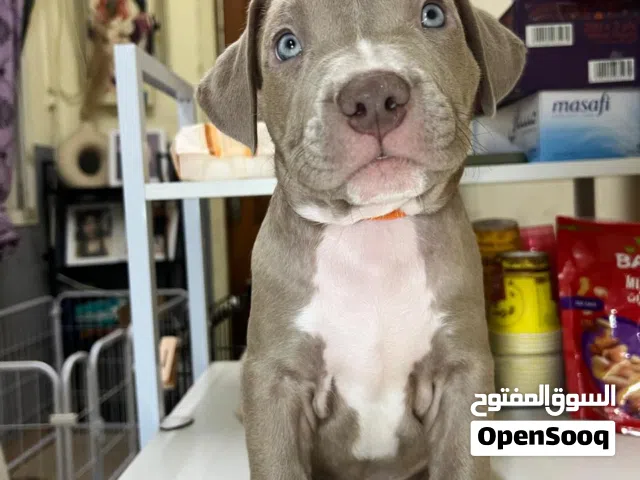 American Bully Female Puppies