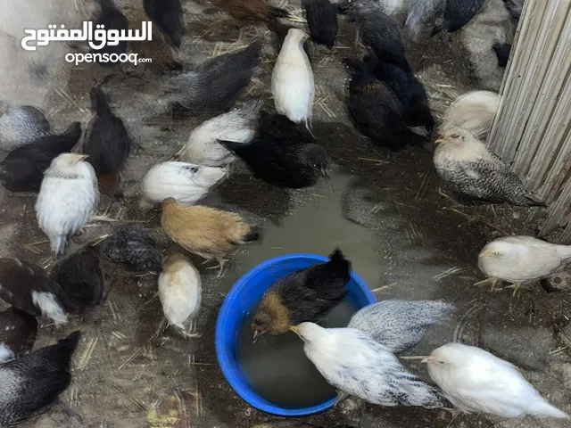 العمر شهرين ونص السعر سوم  العدد86 طرف