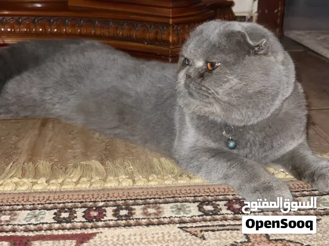قطوس سكتش فولد