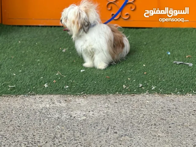ذكر مالتز مستوى عالي للبيع حررررق
