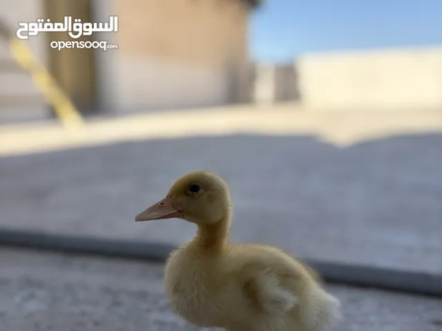 بطة لعوبة ونشيطة عمرها أسبوعين بصحة جيدة