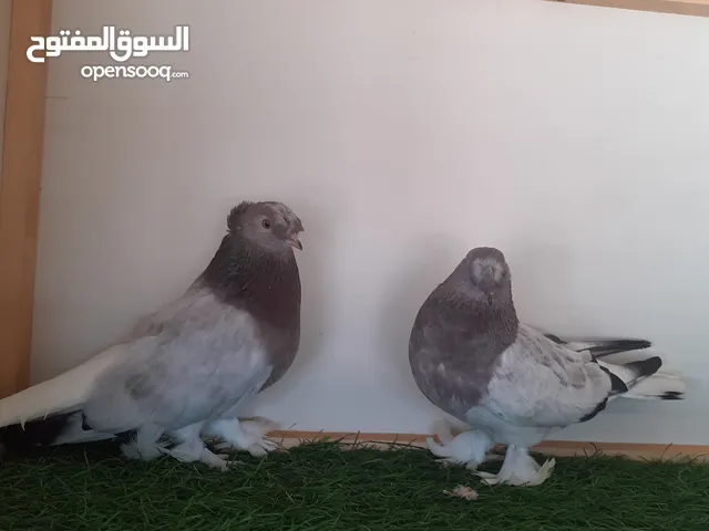 كوبيه تاكلا للبيع