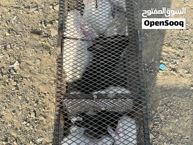 ذكور ارانب للبيع