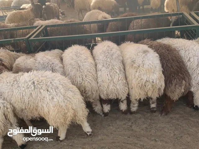 خرفان للبيع