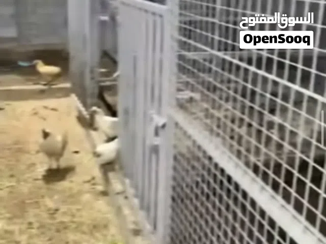 تئجير رواقات للخيل والغنم واذا عندك اي حوان نهتم في في مزرعه واسطبل المومني 515 2