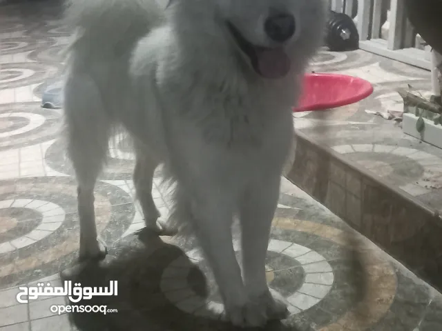 كلب ساموية اليف انثى يلعب مدرب.