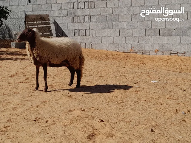 نعجه وطنيه مشالله عشره مقربه ف4شهور عشوريتها سنها جامعه محصنه وسليمه من العيوب والامراض ضرعها سليم.