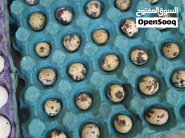 بيض سمان جامبو لبيع