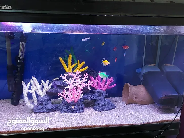 aquarium for sale