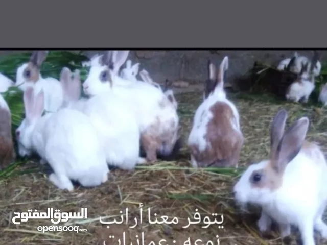 بيع أرانب عمانيات