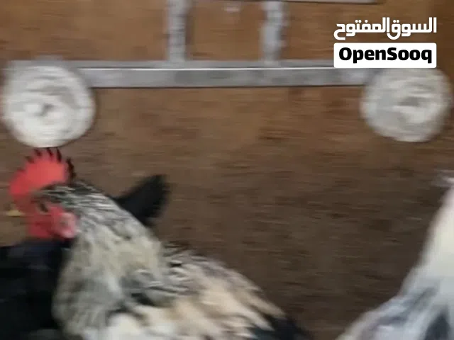 دجاج عرب للبيع
