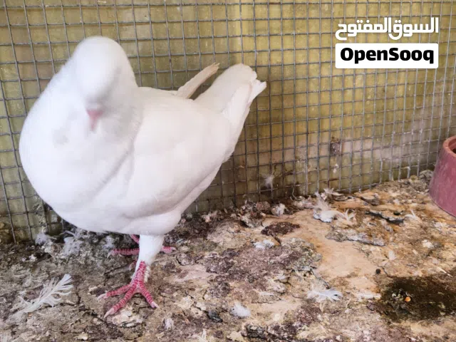 حمام كنك درجه اولا