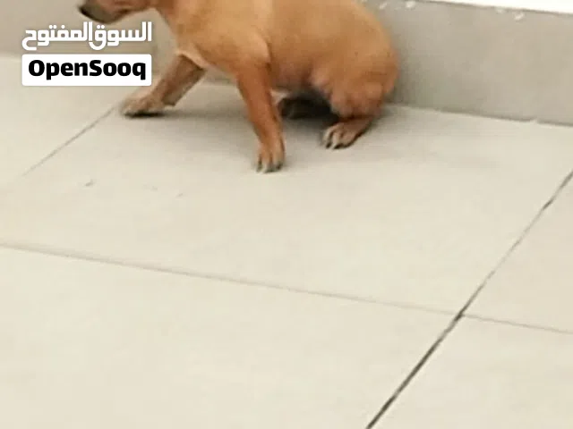 جرو شيواوا عمره شهر نوع الزغده وهذا فيديو البو