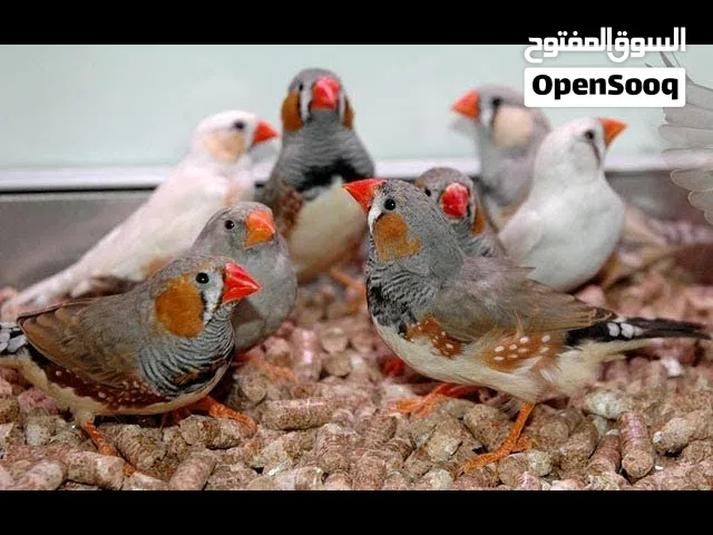 مطلوب كوم جنه او غرف