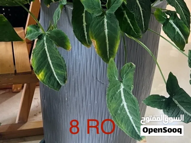 Flower pot ( وعاء الزهور)