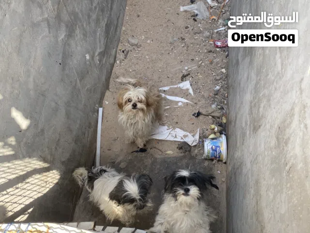 سلام عليكم متاح كلاب للبيع زينه شوف الوصف