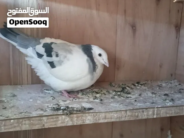 مطلوب ... مطلوب زواجل دايات مزاويج بسعر مناسب بالبصره
