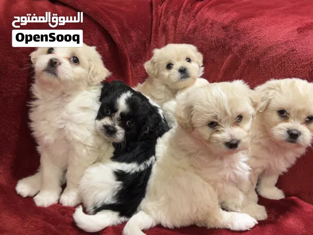 كلاب مالتييز بيور- عمر 50 يوم - حجم صغير ( لا تكبر ) حاصلة على المطاعيم اللازمة ومرفقة بشهادة صحية