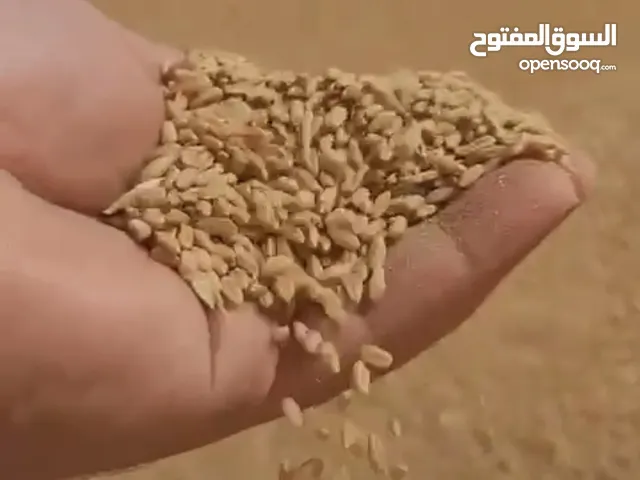 قمح( بر عماني)