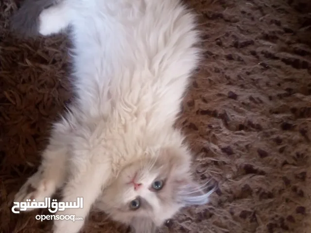 قطط همالايا عمر 3 أشهر
