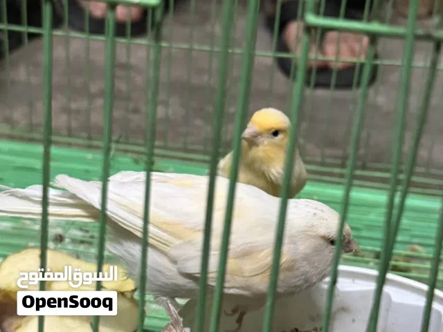 نثايه كناري البيع