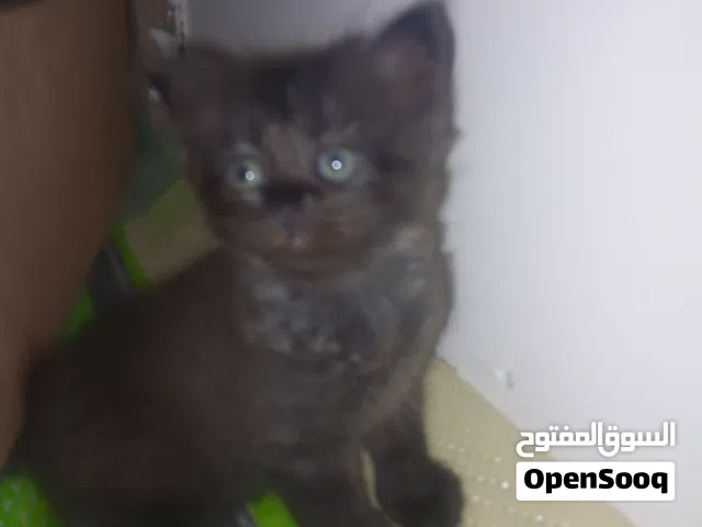 قطط هملايه للبيع العمر شهر  ثلاثه ذكور وانثى