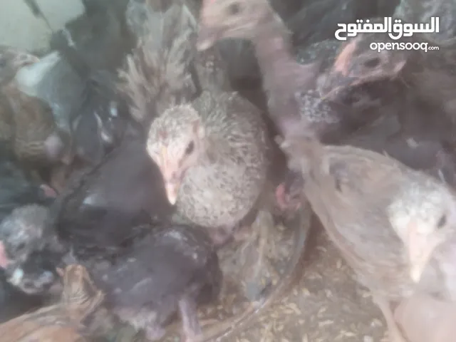 فراخ للبيع مطعمات