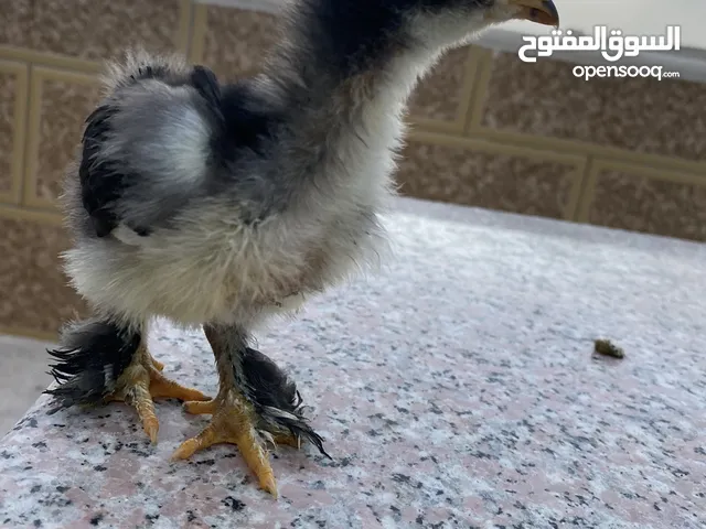 صيصان براهمي لبيع