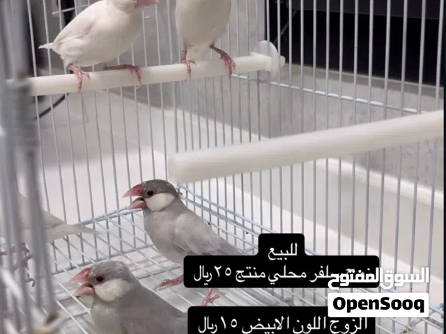 زوج جاوا محلي منتج