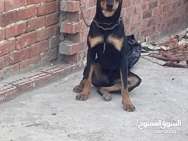 للبيع دكر دوبر مان صاحب صاحبه.