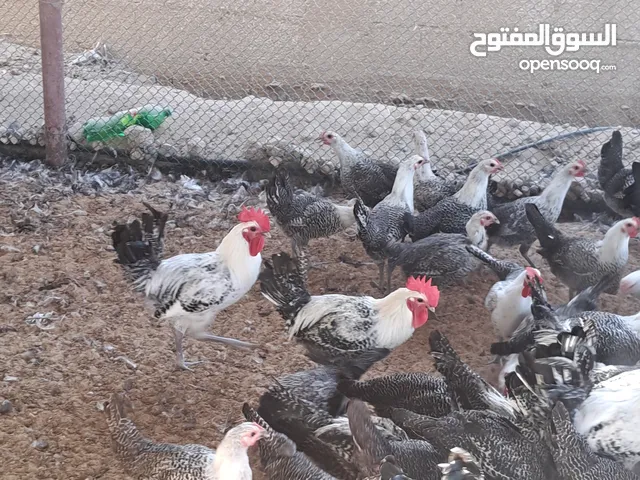 دجاج فيومي وفرنسي