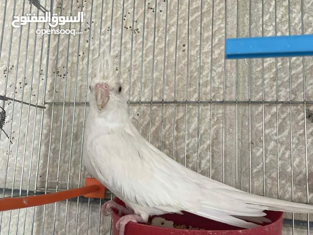 ذكر كوكتيل البينو للبيع