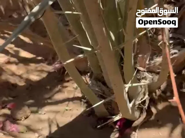 افراخ نخل برحي