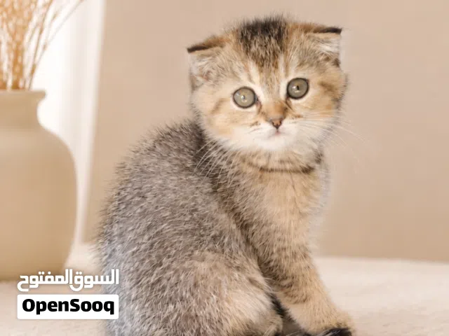 قطط مميزه من سلالات راقيه