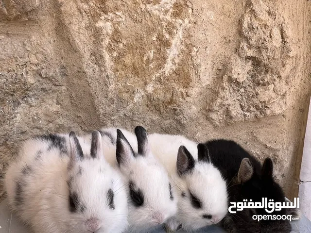 ارانب زينه •••الارنب المقزم وانجورا تيدي بير بيور•••