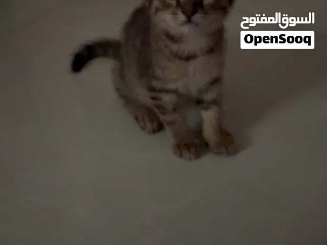 قطط عمرها شهرين للتبني مجانًا