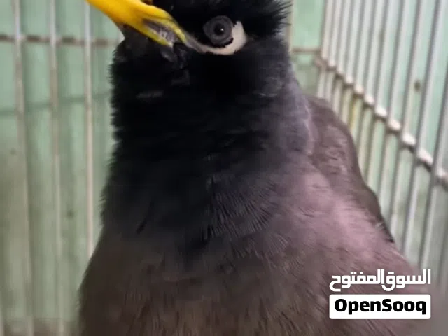 طير مينا تتكلم