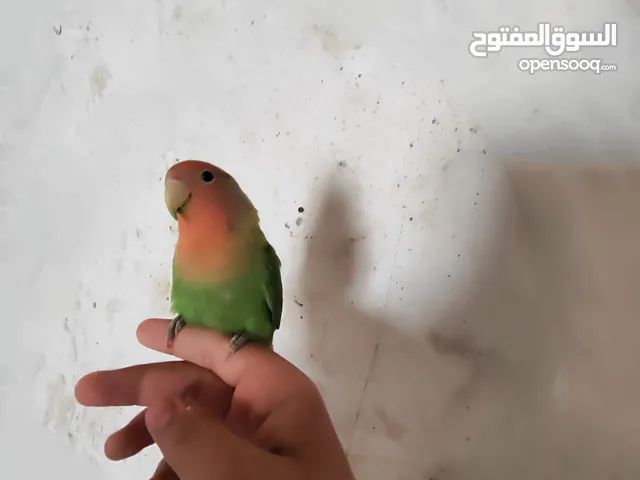 زوج روز للبيع اقرأ الوصف