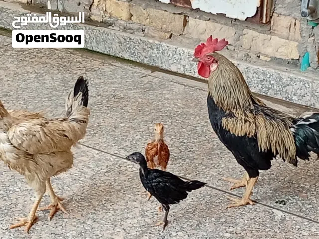 دجاج درجه اولى. يخبل ماله الله ومتعوب عليه من ناحيه الاكل وهل السوالف