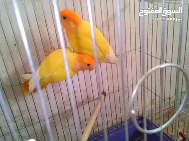 جواز روز اورنج اوف لاين شغال 100%