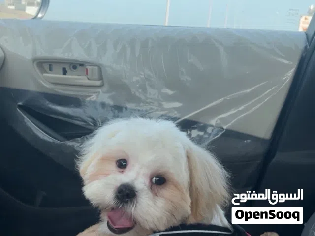 للبيع شتزو