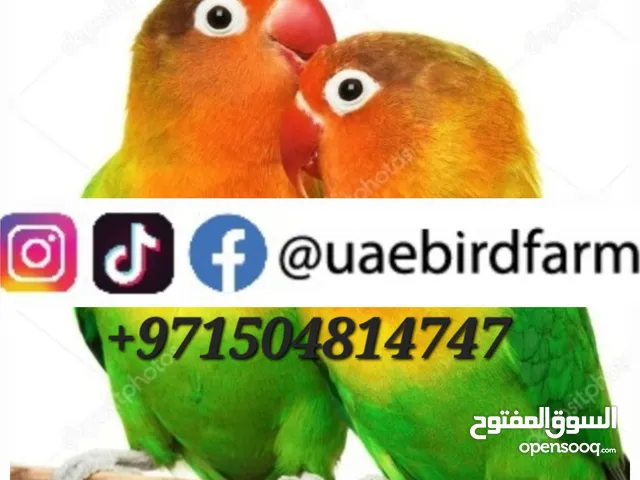 خلطات وسيريلاك Mixture & Cerelac