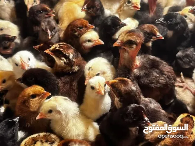 صوص بلدي للبيع