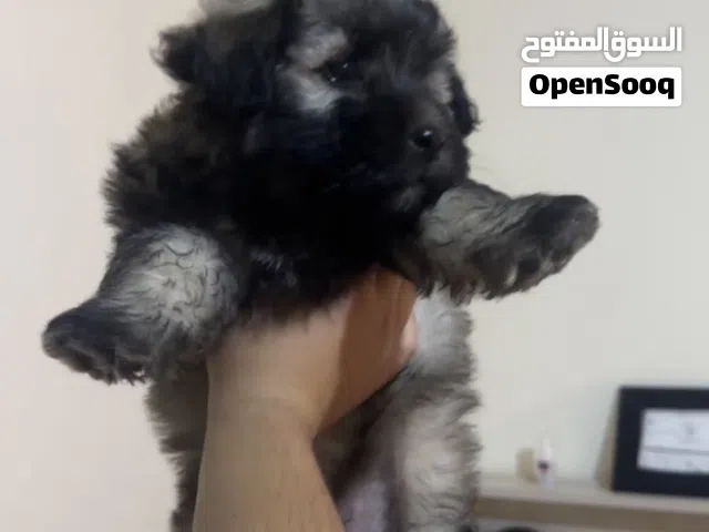 كلب صغير جدا