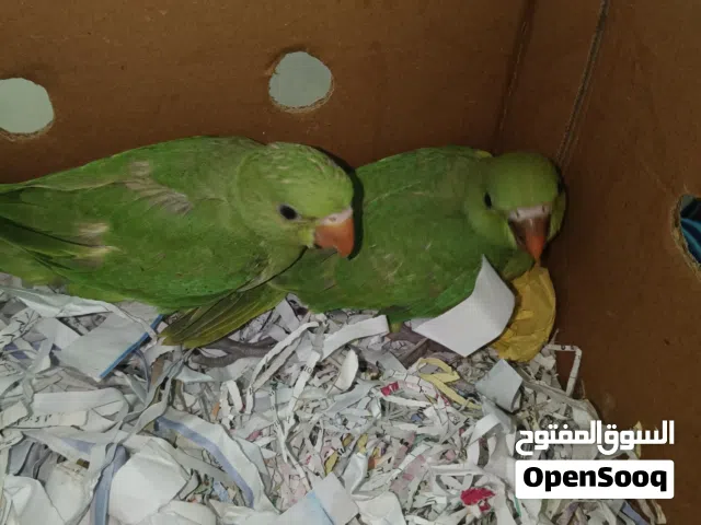urgent sale for parrots