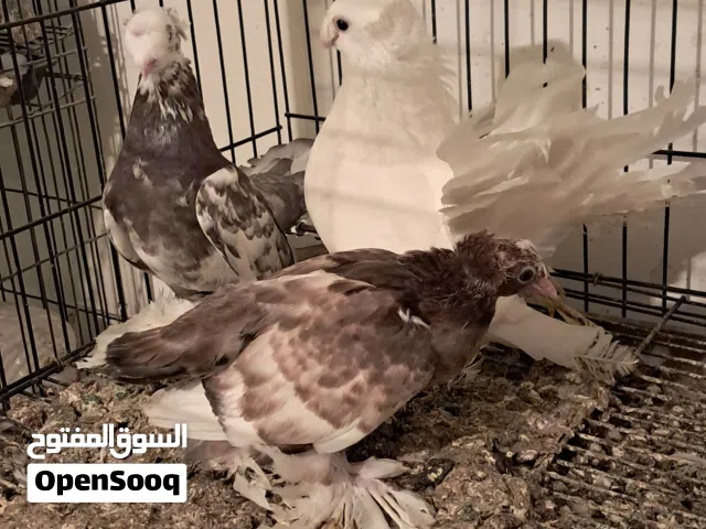 جوز ذكر الاسكا انثى طالعه من السكا تحت منا فرخ