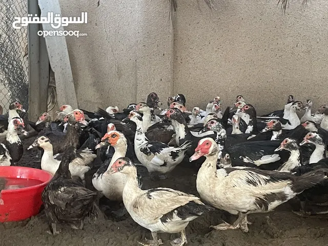 بط مصري منتج